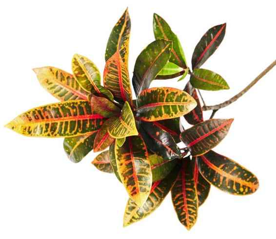 Croton
