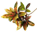 Croton