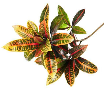 Croton