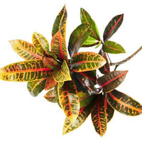 Croton Plant