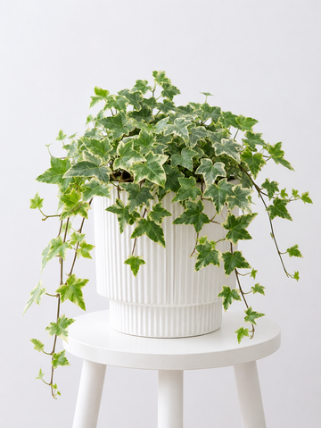 English Ivy Variegated - Souq Garden