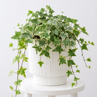 English Ivy Variegated