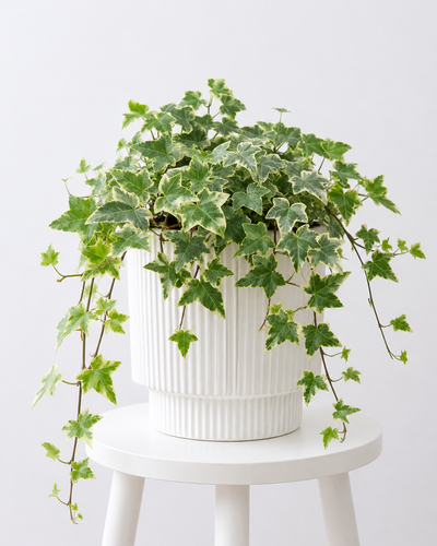 English Ivy Variegated
