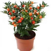 Jerusalem Cherry