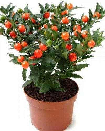Jerusalem Cherry