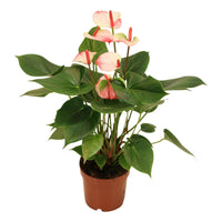 Anthurium Karma Hotlips – 40cm-50cm