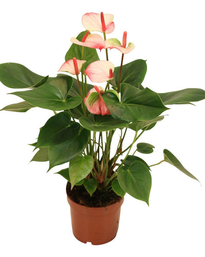 Anthurium Karma Hotlips – 40cm-50cm