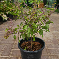 Krishna Tulsi Plant