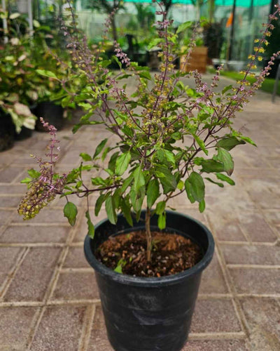 Krishna Tulsi Holy Basil purple leaves sacred medicinal Ayurvedic plant for Dubai UAE homes