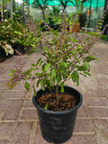 9 Devotional Plants Combo – Navaratri