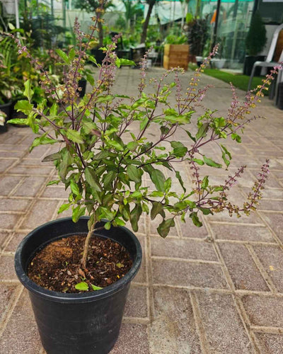 Buy Krishna Tulsi Plant Dubai & UAE | Holy Basil – Souq Garden
