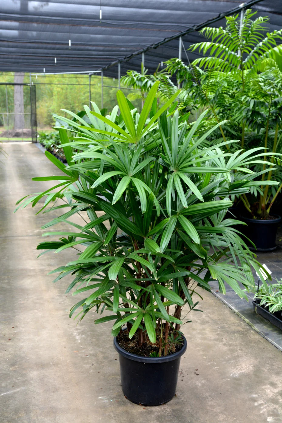 Lady Palm – Rhapis Excelsa