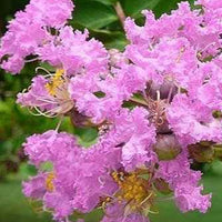Lagerstroemia