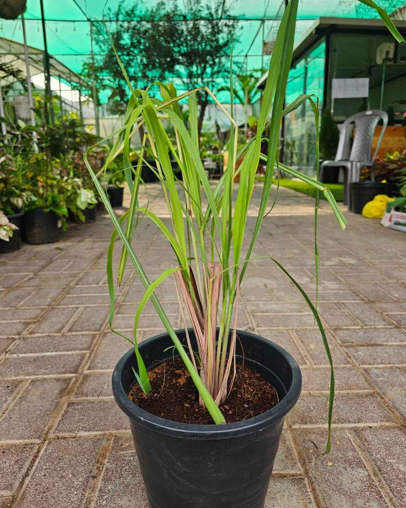 Lemon grass