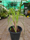 Lemon grass