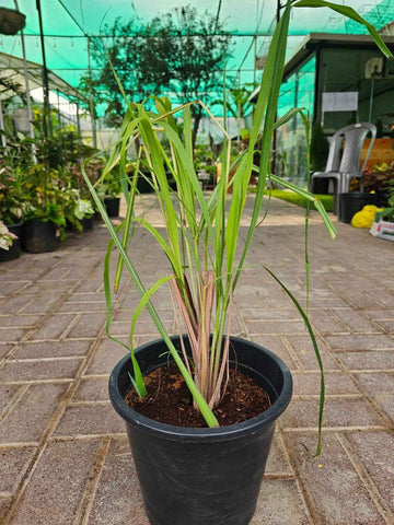 Lemon grass