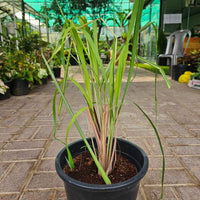 Lemon Grass Plant
