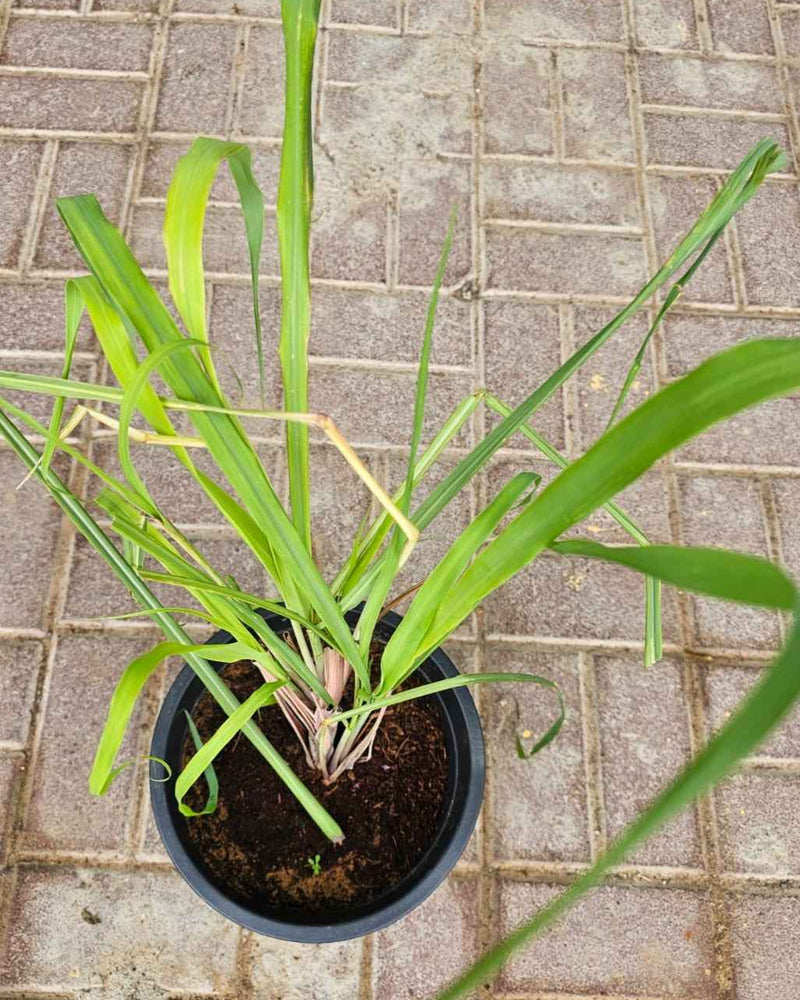 Lemon grass