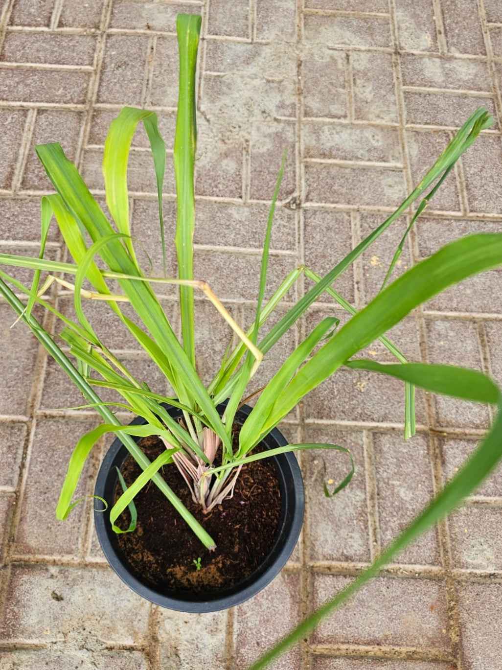 Lemon grass