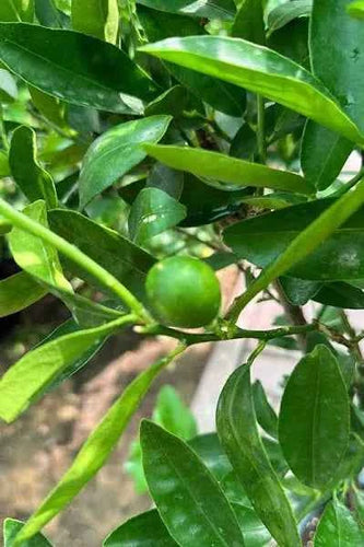 Lime