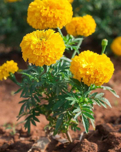 Marigold