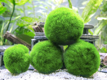 Marimo – Living Water Moss Balls