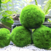 Marimo – Living Water Moss Balls