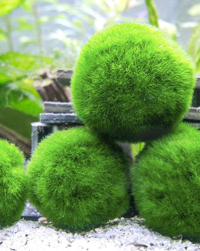 Marimo – Living Water Moss Balls