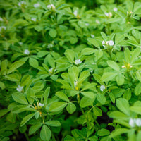 Methi – Fenugreek