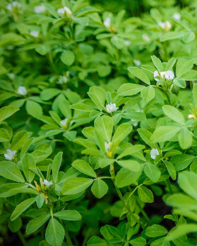 Methi – Fenugreek