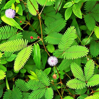 Touch-Me-Not (Mimosa Pudica)