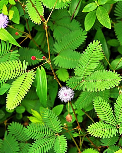 Touch-Me-Not (Mimosa Pudica)