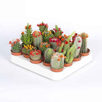 Mini Cacti Decorated