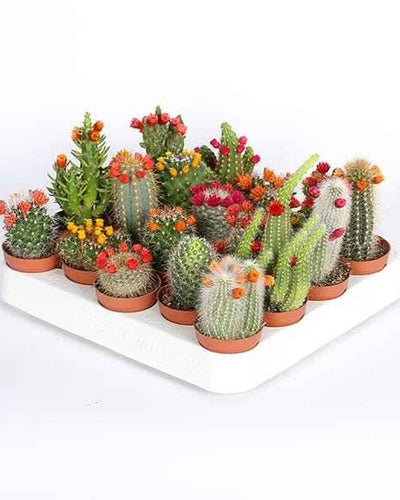 Mini Cacti (Decorated)