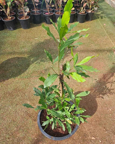 Buy Miracle Fruit Plant Dubai & UAE | Synsepalum Berry – Souq Garden