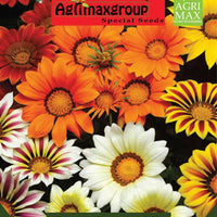 Gazania Mix