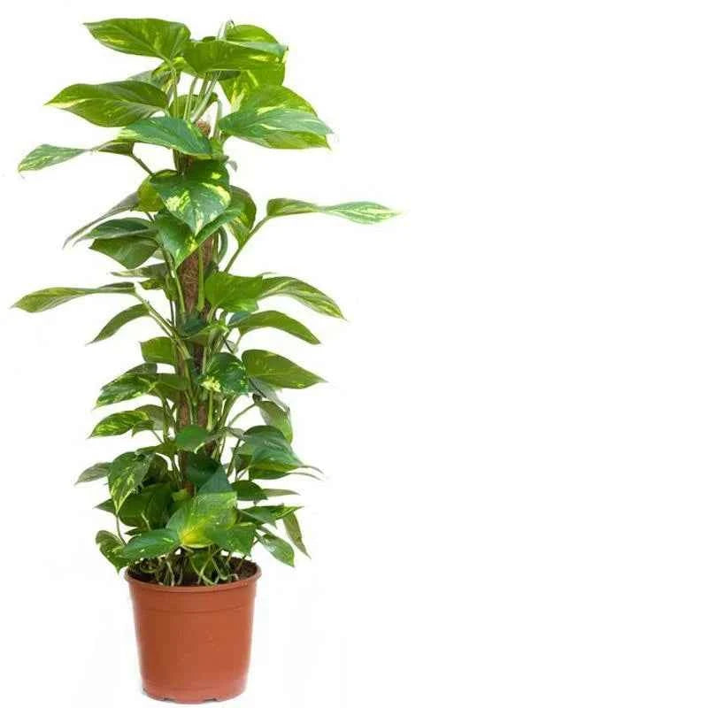 Money Plant (Holland)