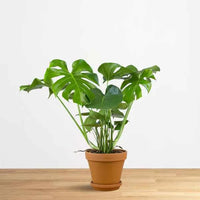 Monstera Deliciosa