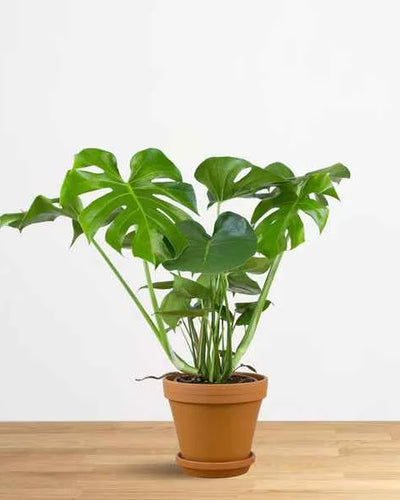 Monstera Deliciosa