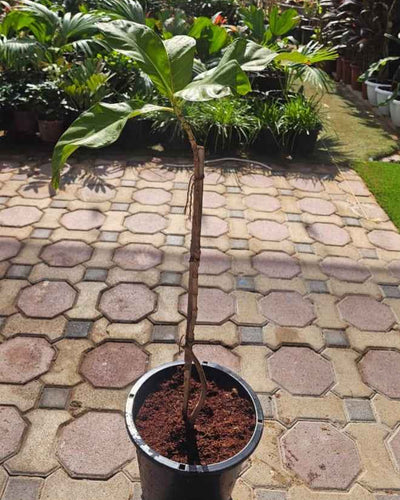 Naga linga Pushpa