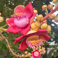 Nagalinga Pushpa