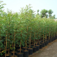 Neem Tree Dubai & UAE | Organic Neem Plant | Buy Online – Souq Garden