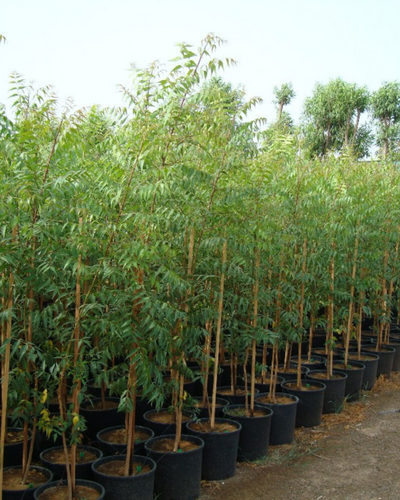 Neem Tree organic medicinal shade tree outdoor garden Dubai UAE Souq Garden