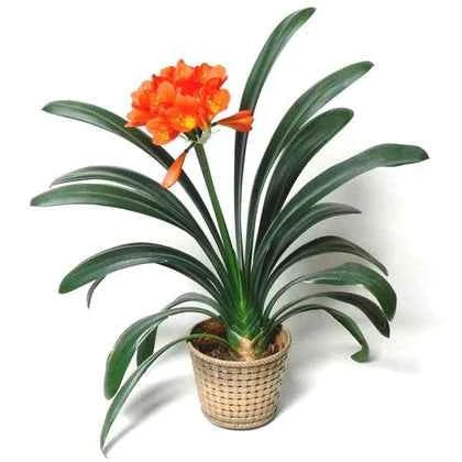 Clivia Miniata – 40 to 50cm
