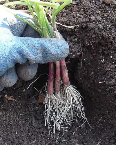 Onion Plant