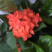 Ixora Coccinea Orange