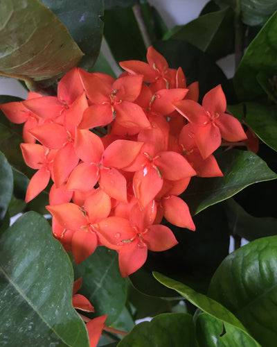Ixora Coccinea Orange