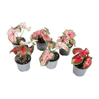 Caladiums