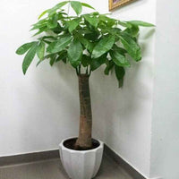Pachira Aquatica