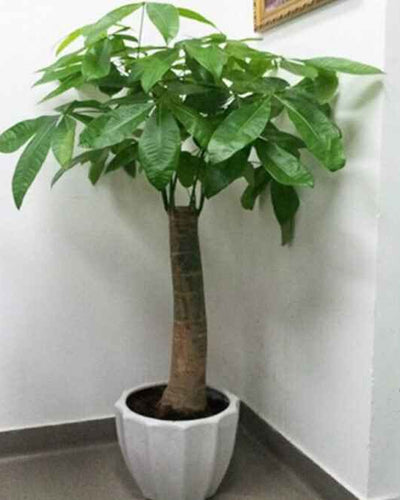 Pachira Aquatica